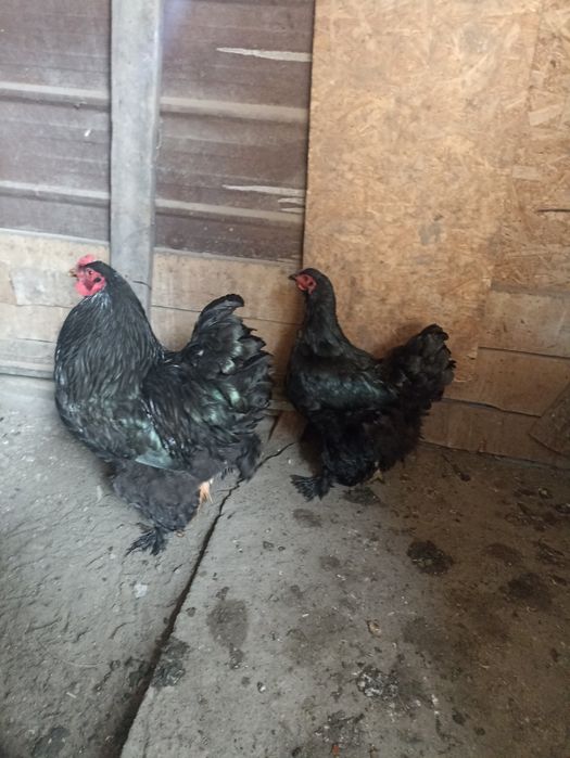 Семейка Черной брамы