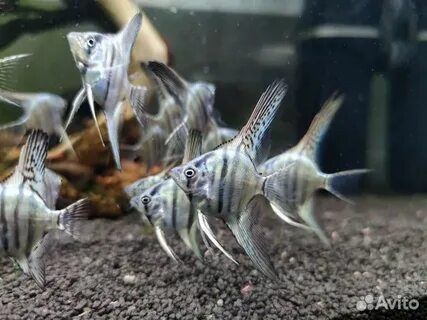Продам аквариумных рыбок