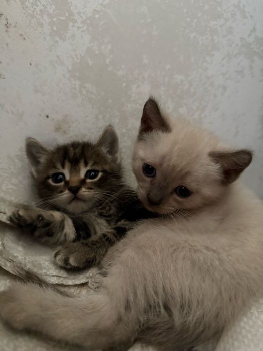 Котенки мальчик и девочка