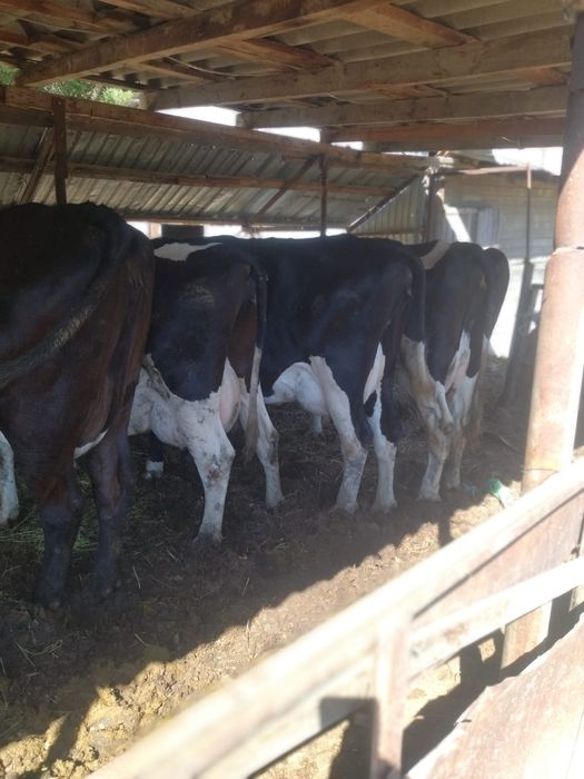 Дом молочная ферма