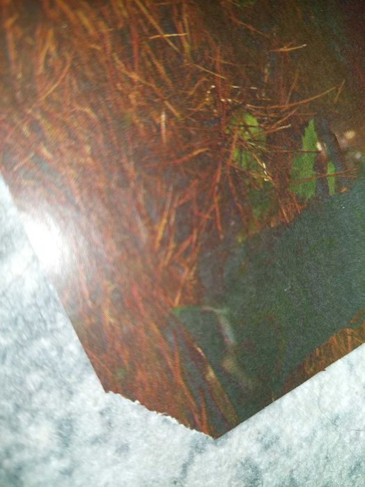 Poster The Vampire Diaries/ Big Bang