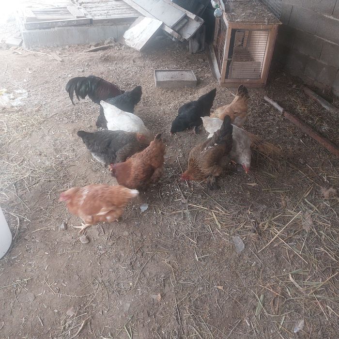 Дамашние куры и петух