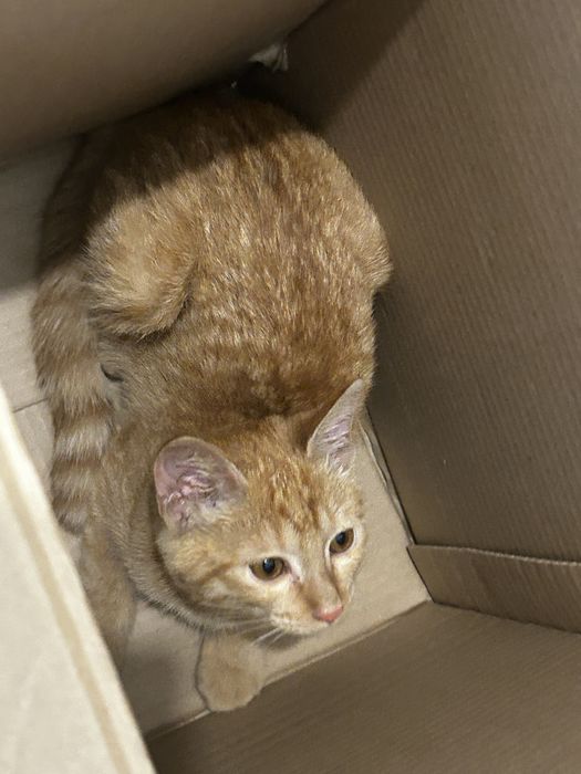 Рыжий котенок девочка, 3х мес. ищет дом!