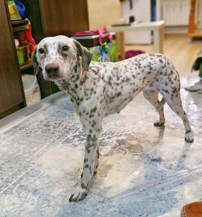 Отдам собаку в добрые руки