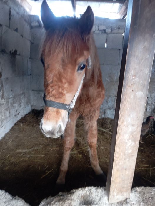 Продам жеребёнка
