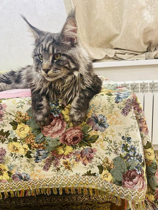 Чистокровный Мейнкун вязка