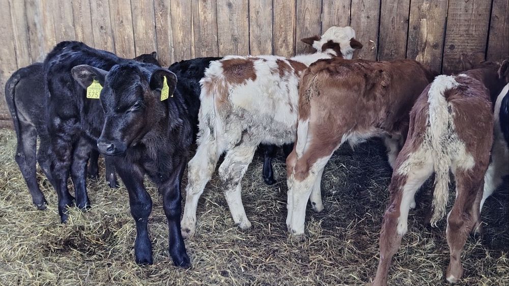 Aduc vitei pe comanda in toata roamnia