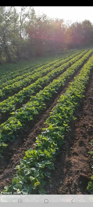 Пподавам расат ягоди и малини