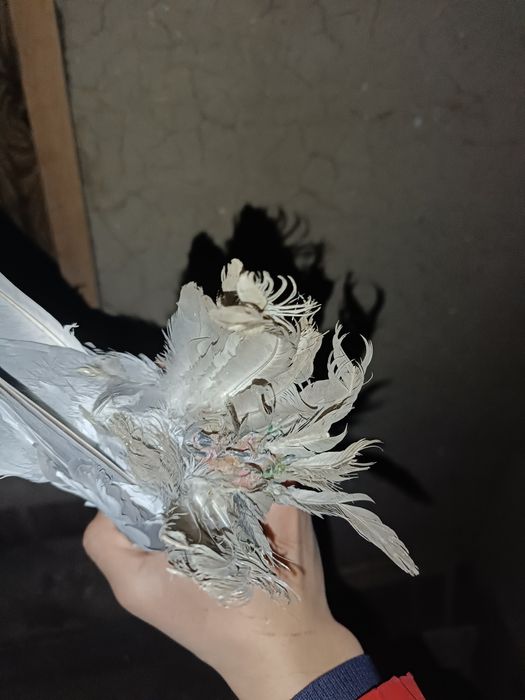 Продаю соч самца чубатый