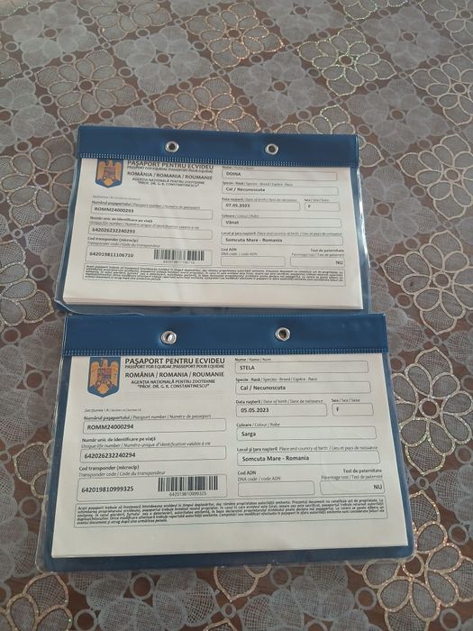 Iapa cu manza de vânzare