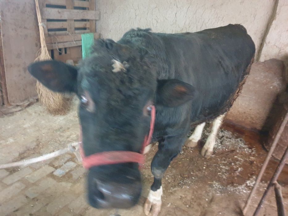 Buqa sotiladi yeb ichishi zor