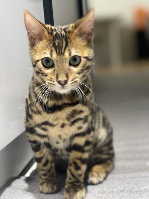 Бенгальская кошка продается