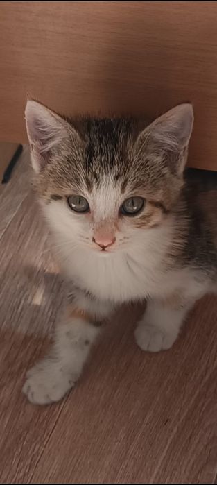 Миленькие котята 1,5-2месяца