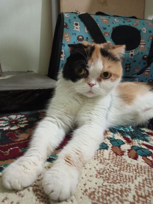 Продаётся кошка Скоттиш Фолд