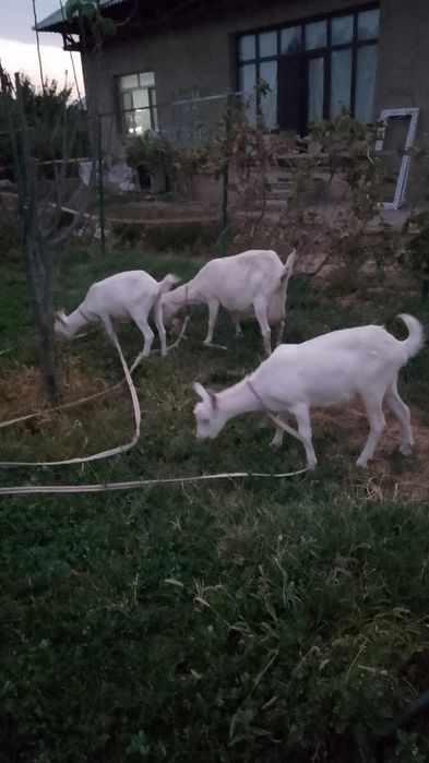 Ешкі + 2 Лағымен