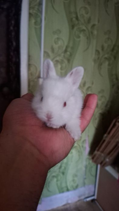 Продам кролика декоративные есть доставка