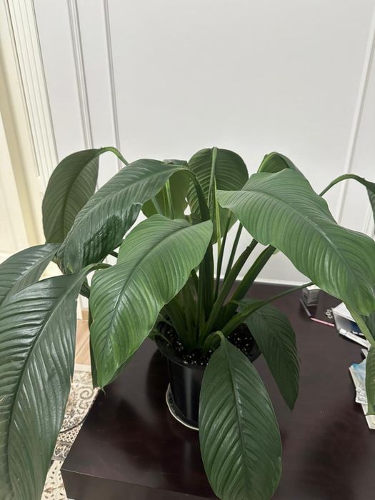 Продается цветок - «женское счастье»