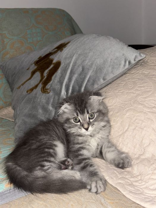 Шотландская кошка