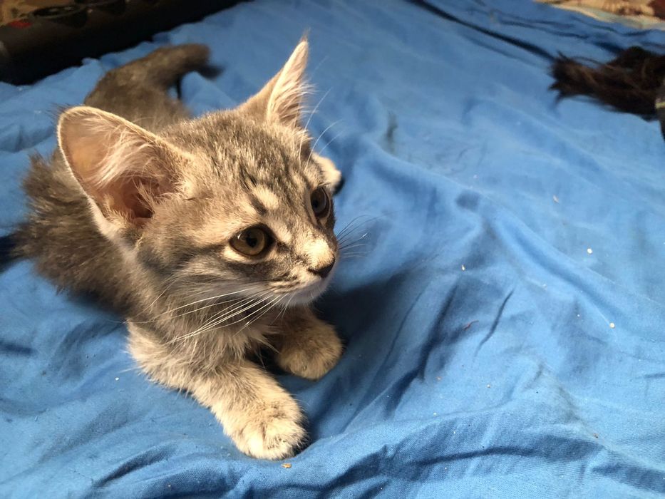 Котёнок в хорошую сесью