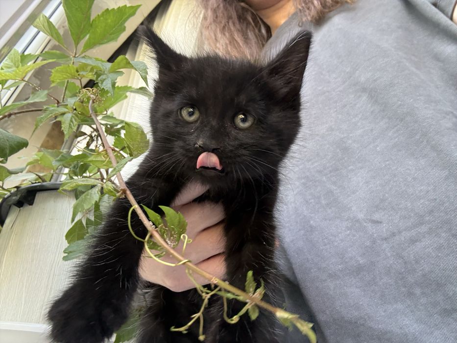 Черный котик, 1,5 месяца, приучен к лотку, добрый и игривый.