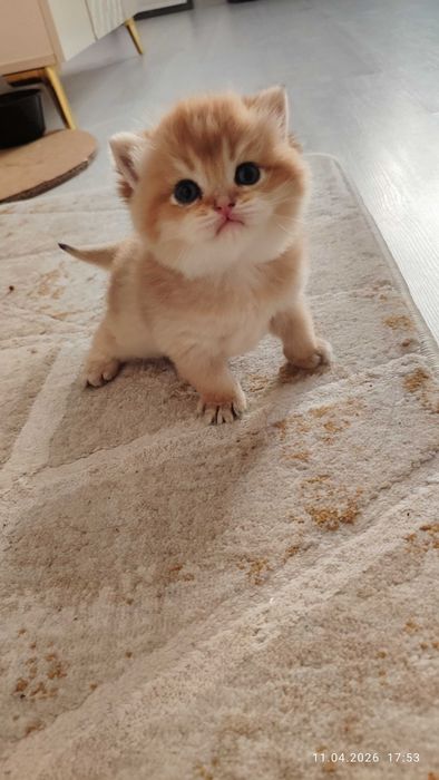 Готовится к продаже котята Золотые Шиншиллы