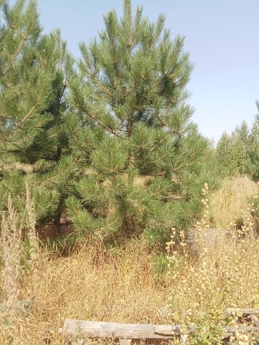 Сосна крымская 4+