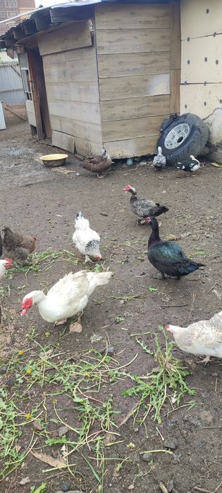 Продам селезней индоутки