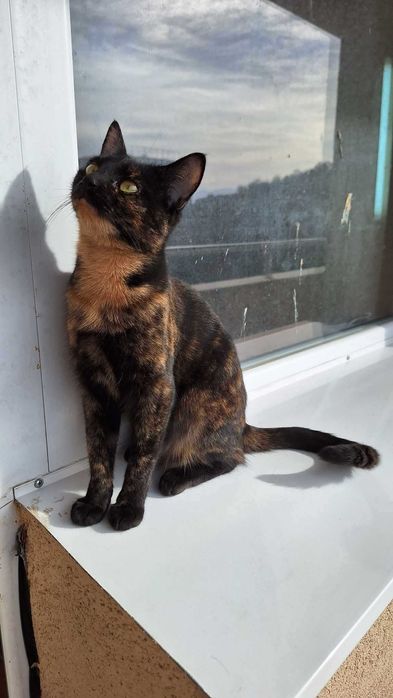 Това коте търси своя дом! Подарявам.