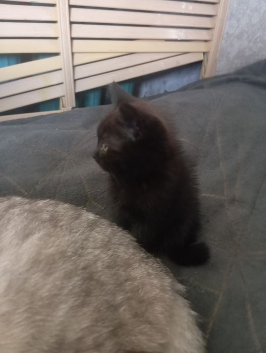 Котята 2 месяца очень умные