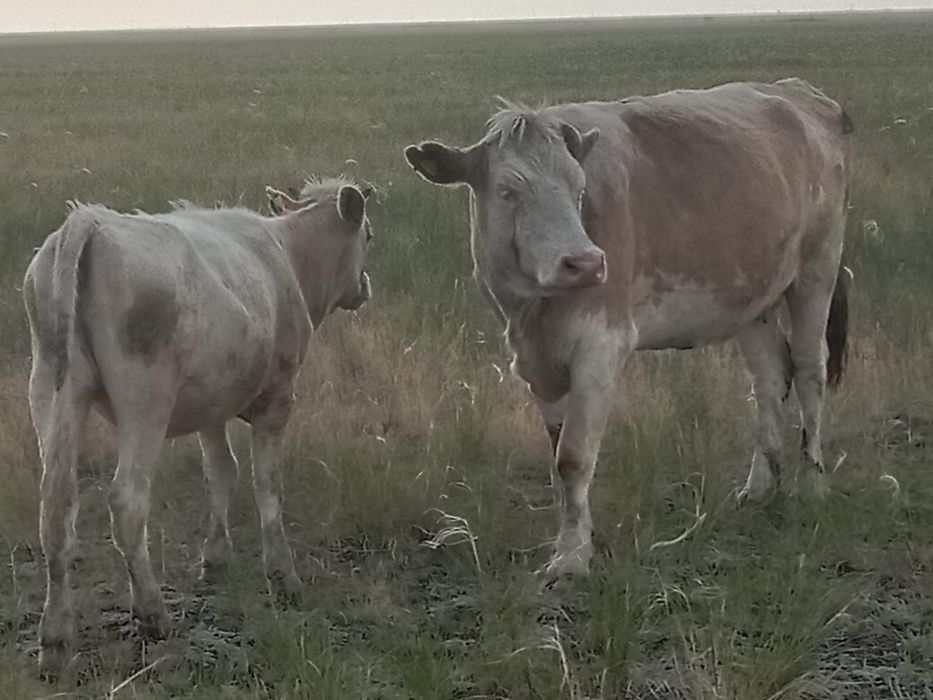 Продам корову с тёлочкой