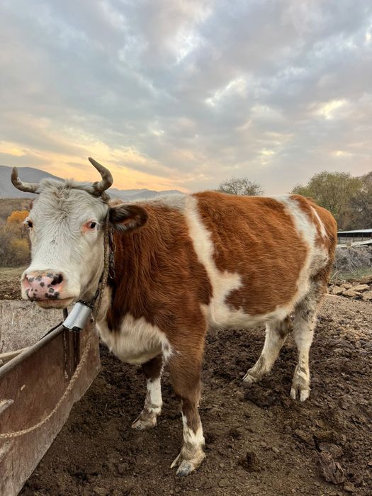 Сиыр сатылады 3 тума