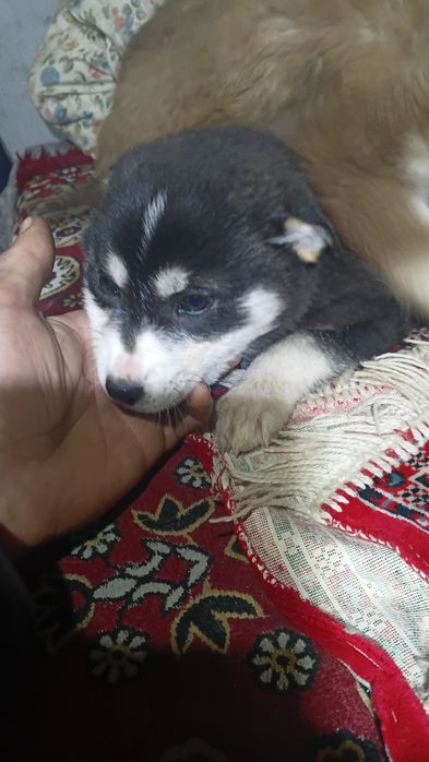 1 Щенок хаски в надёжные руки
