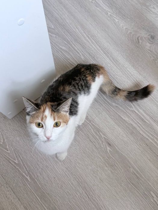 Срочно отдам кошку