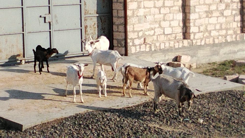 Ешкі сүтті  бар 500000