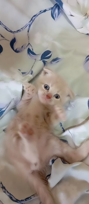 Мушуклар сотилади