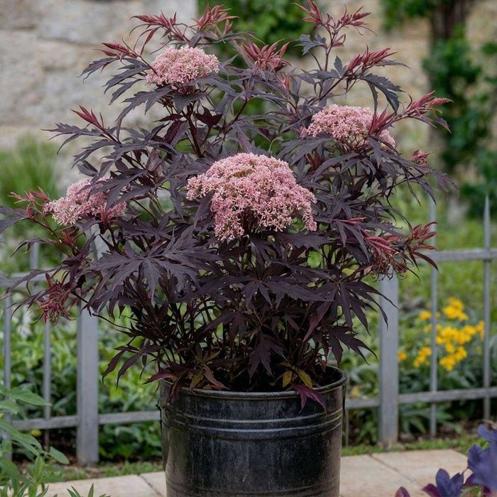 Черен Бъз - Ева (Sambucus nigra 'Eva' BLACK LACE)