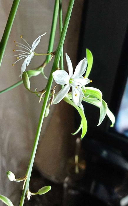 Продам. Хлорофитум. Мощный очиститель воздуха.