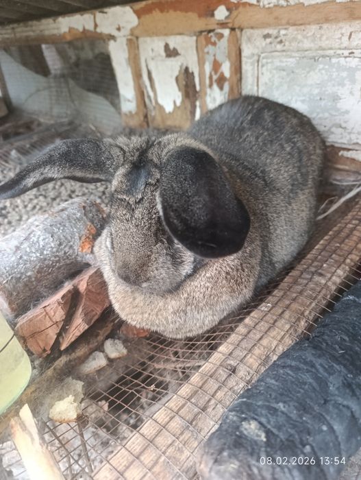 Продам кролика на мясо