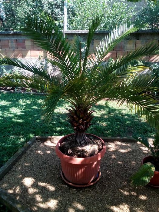 Финикова  Палма - 30 годишна