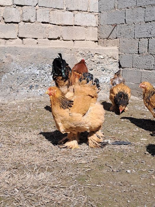 Брама Паливый гигант тухумлари