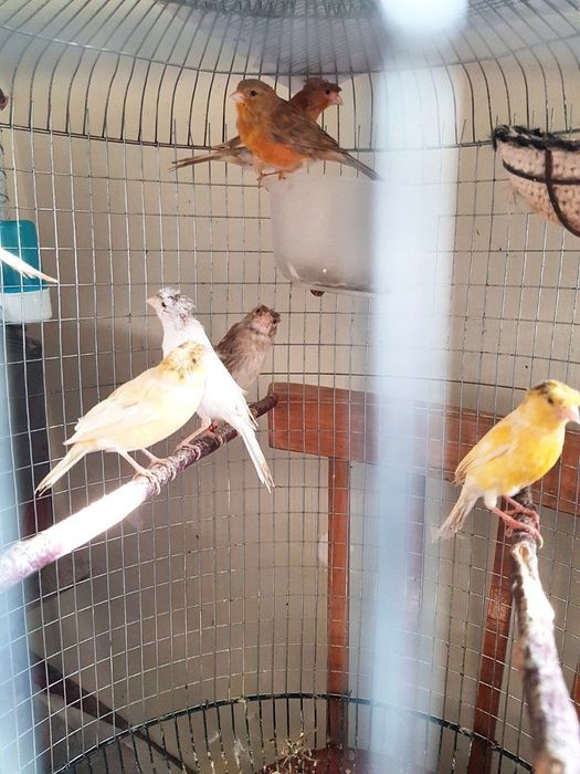 Ок,сарик,коричневый ва бошка рангдаги канарейкалар бор