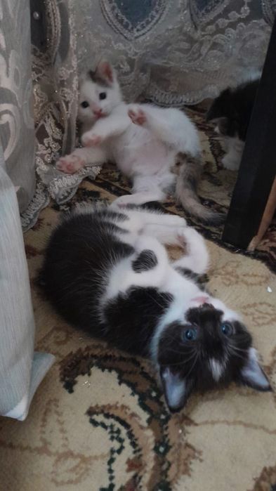 Отдам котят в хорошие руки