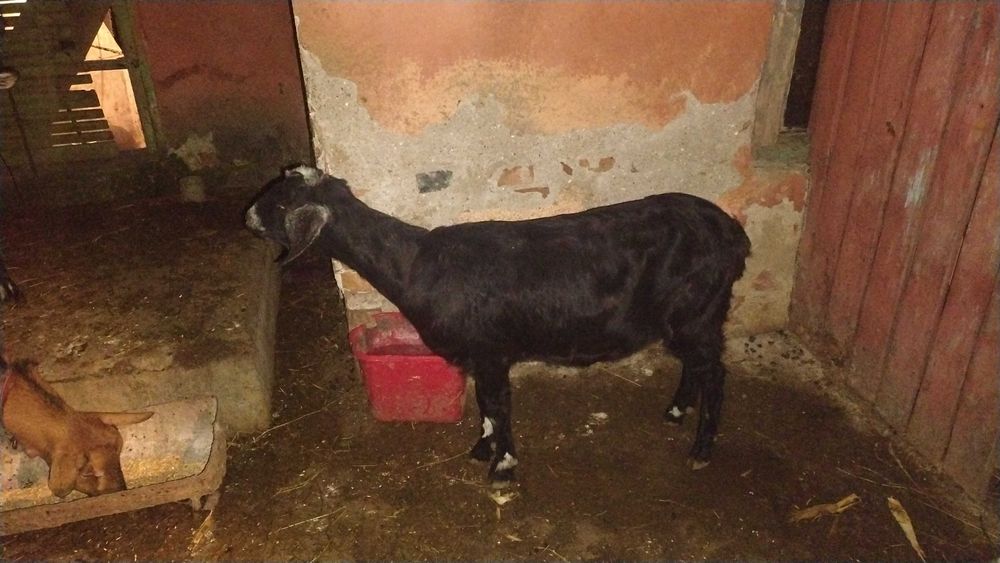 Capre gestante metis de anglolubian