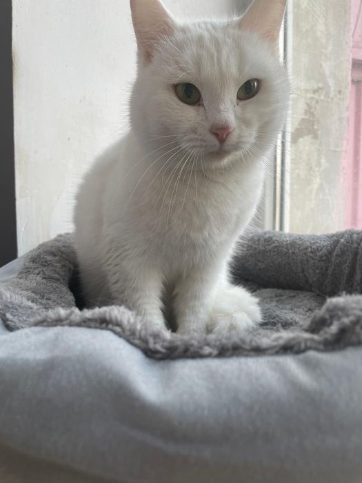 Бесплатно кошечка