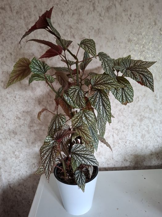 Продам! Домашние цветы! Бегония!