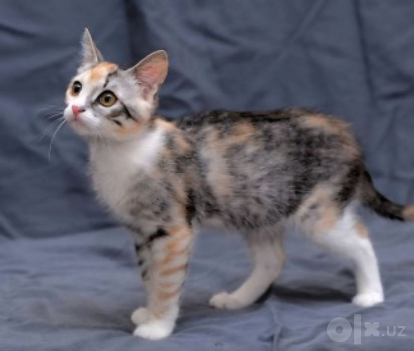 Котёнок даром в добрые руки