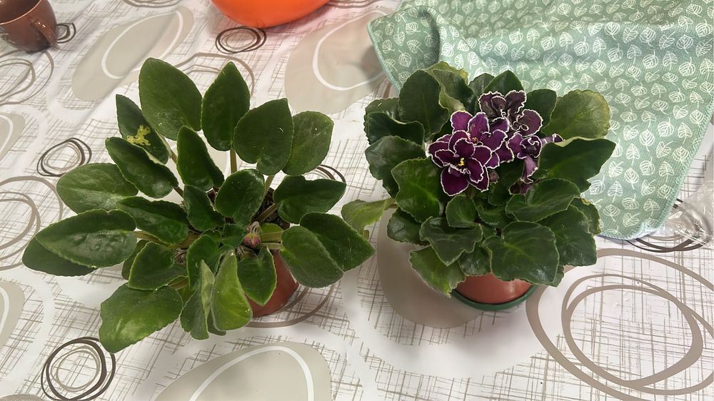 Цветы в ассортименте