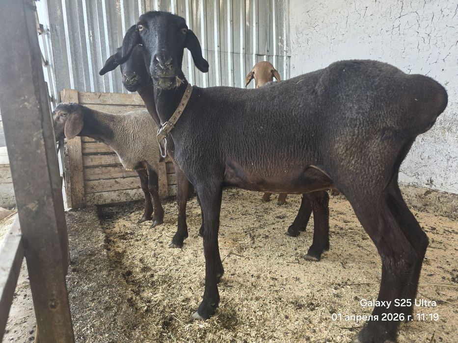 Sovliq qo‘yla 2 ta Куйлар сотилади совлик