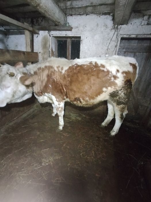 Vând junincă bălțată