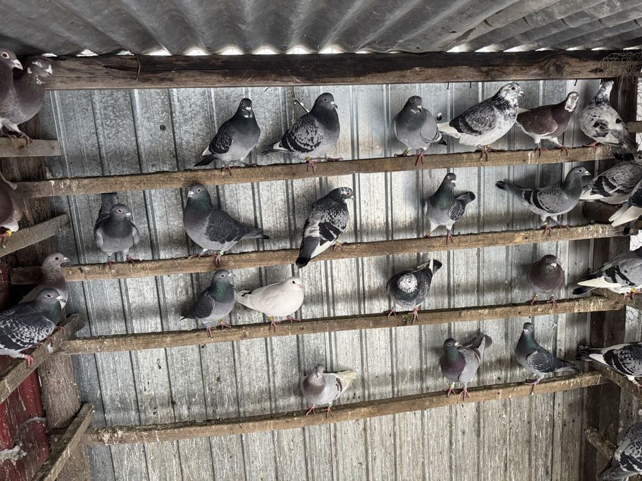 Porumbei voiajori 20 lei bucata